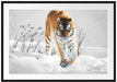 Großer wilder Tiger im Schnee Passepartout 100x70