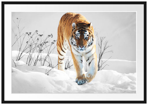 Großer wilder Tiger im Schnee Passepartout 100x70