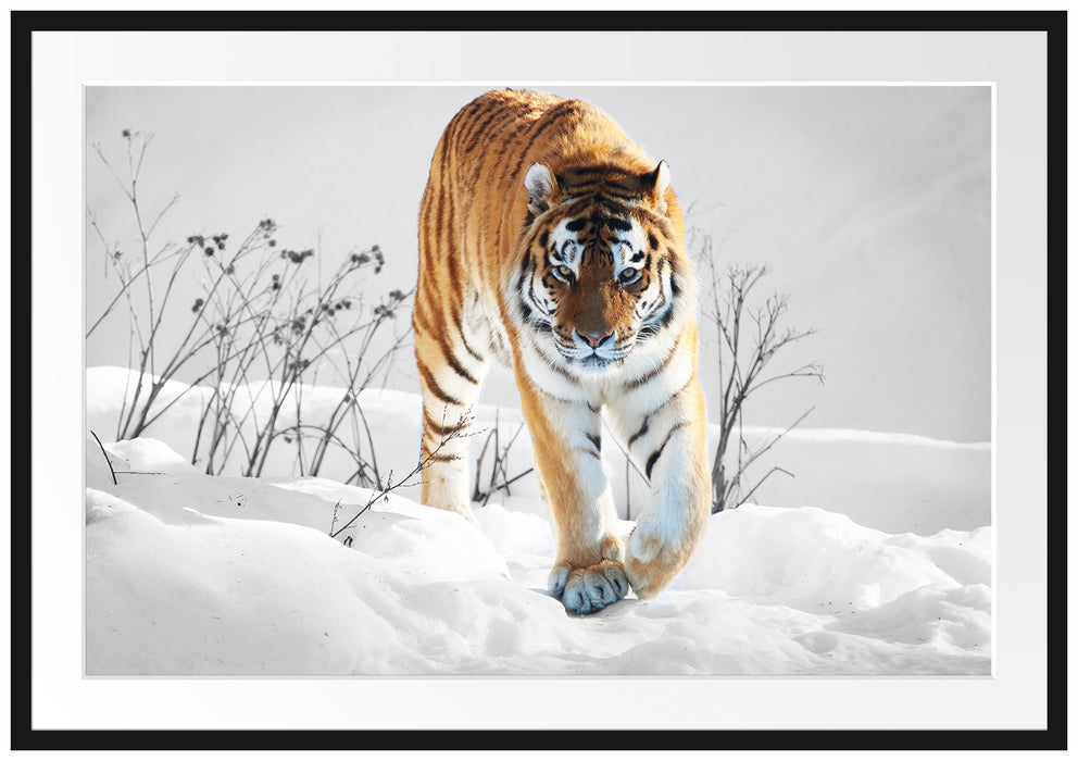 Pixxprint Großer wilder Tiger im Schnee, im Galerie-Passepartout Bilderrahmen