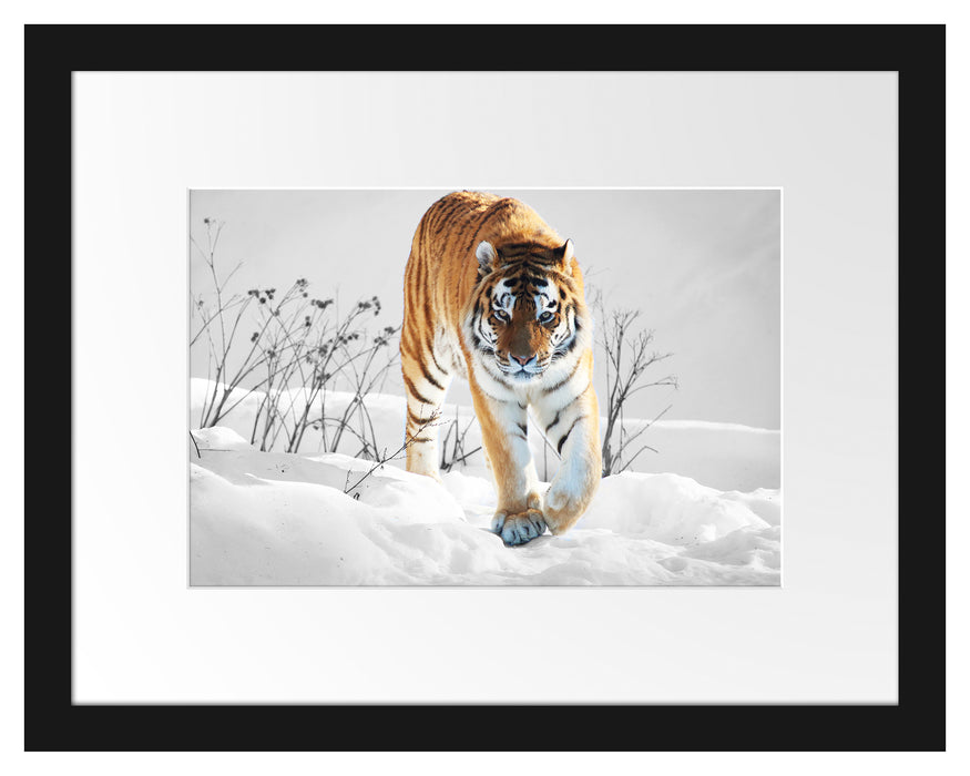 Großer wilder Tiger im Schnee Passepartout 38x30