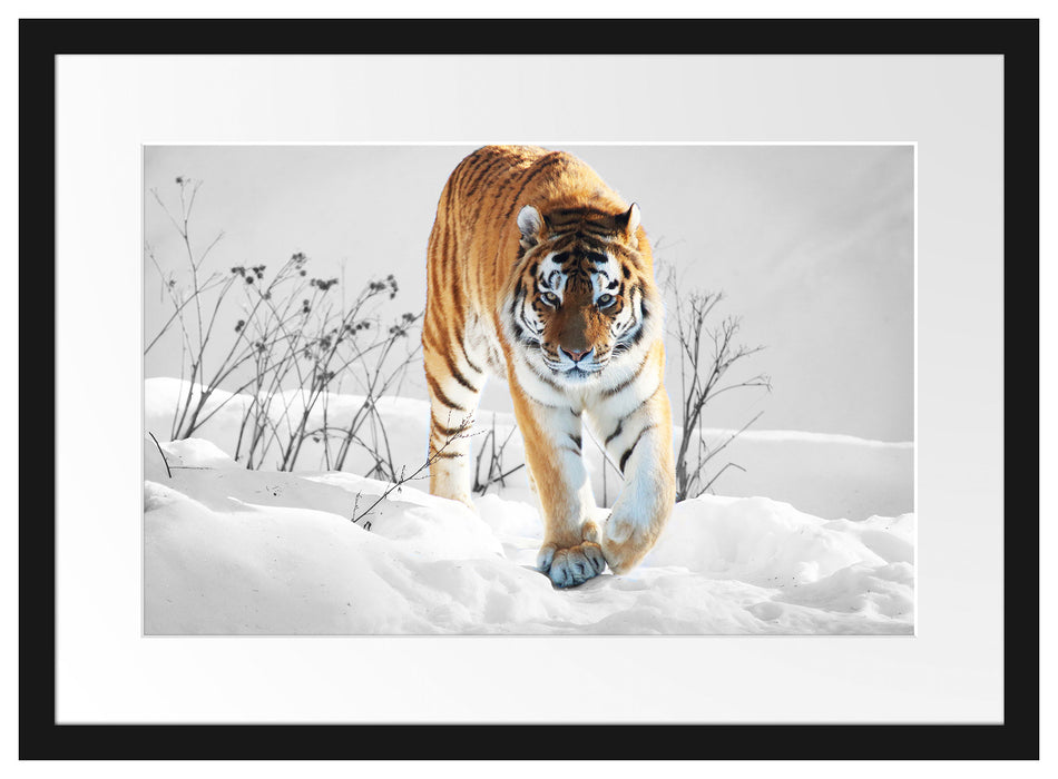 Großer wilder Tiger im Schnee Passepartout 55x40
