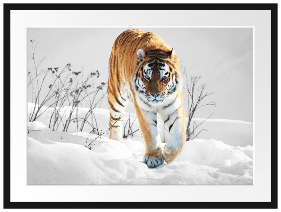 Großer wilder Tiger im Schnee Passepartout 80x60