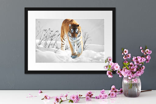 Großer wilder Tiger im Schnee Passepartout Wohnzimmer