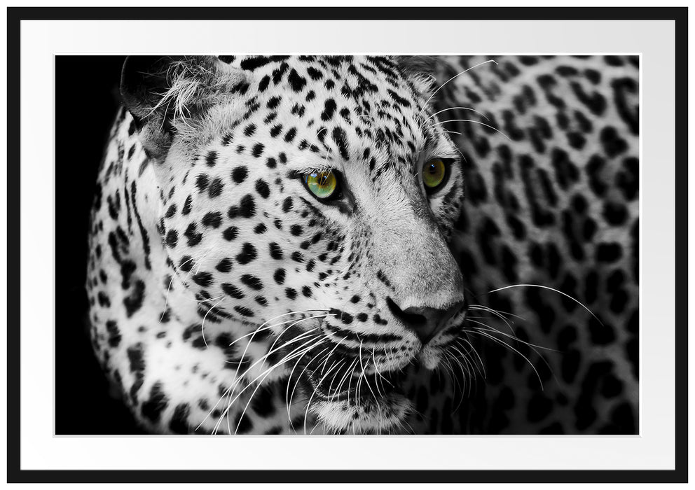 Pixxprint Dark Leopard mit grünen Augen, im Galerie-Passepartout Bilderrahmen