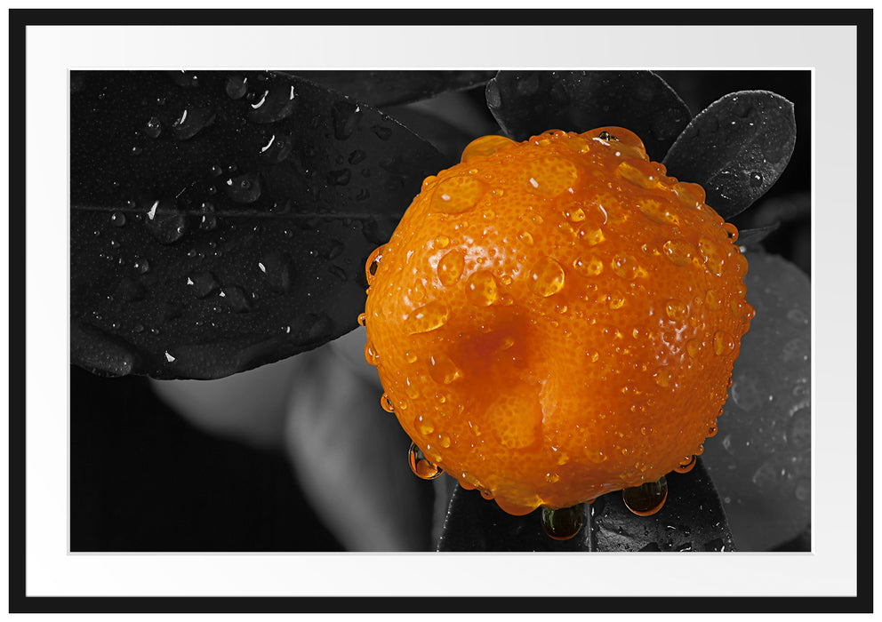 Pixxprint Orange mit Wassertropfen, im Galerie-Passepartout Bilderrahmen