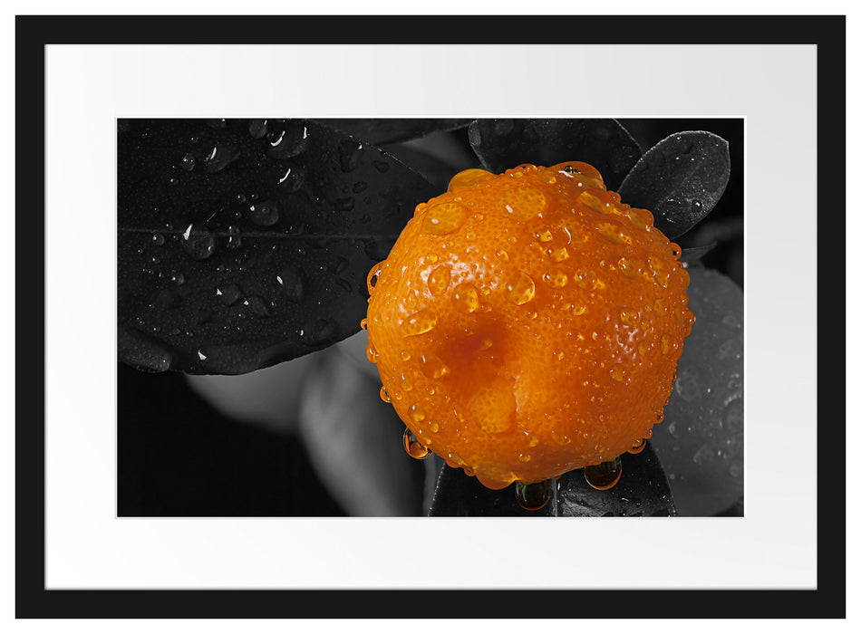Orange mit Wassertropfen Passepartout 55x40