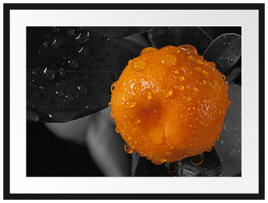 Orange mit Wassertropfen Passepartout 80x60