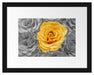 gelbe Rose im Rosenmeer Passepartout 38x30