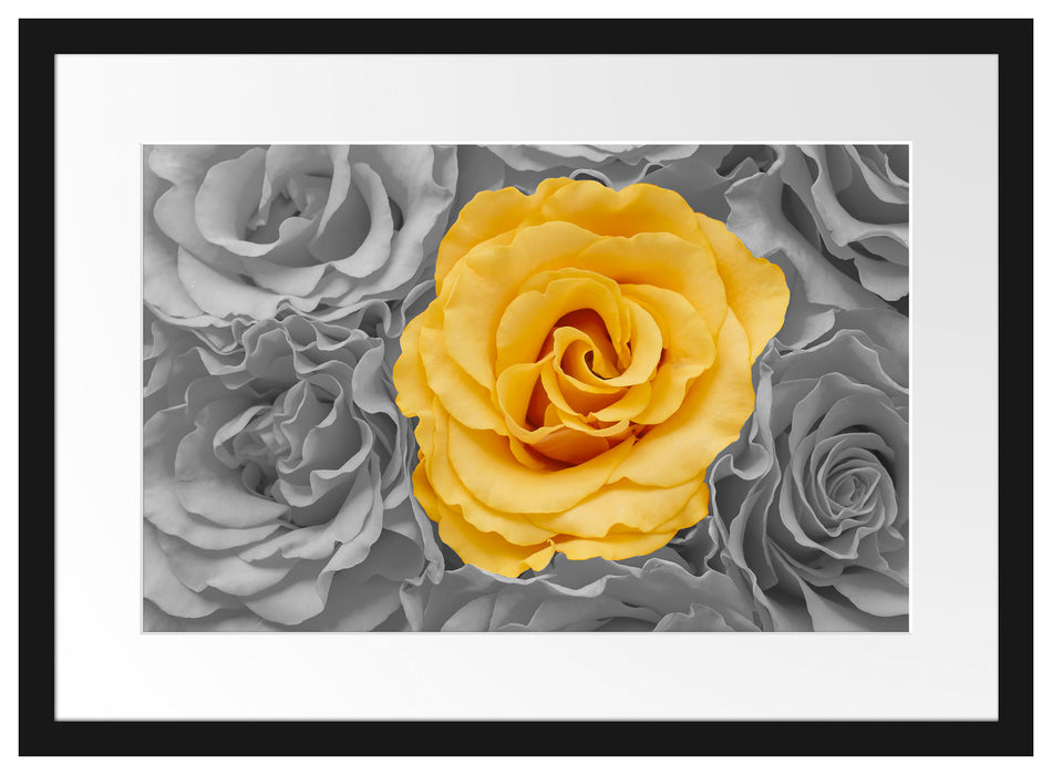 gelbe Rose im Rosenmeer Passepartout 55x40