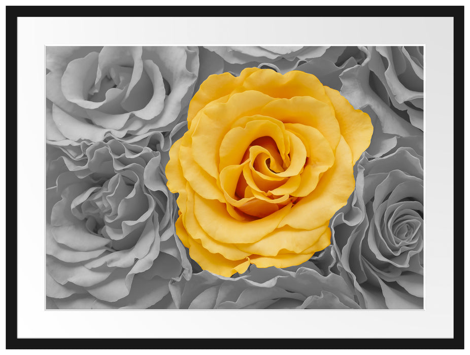 gelbe Rose im Rosenmeer Passepartout 80x60