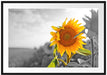 Nahaufnahme einer Sonnenblume Passepartout 100x70