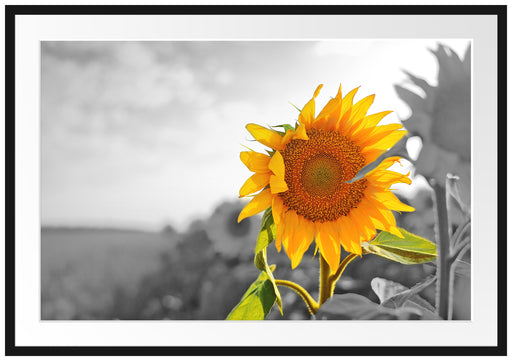 Nahaufnahme einer Sonnenblume Passepartout 100x70