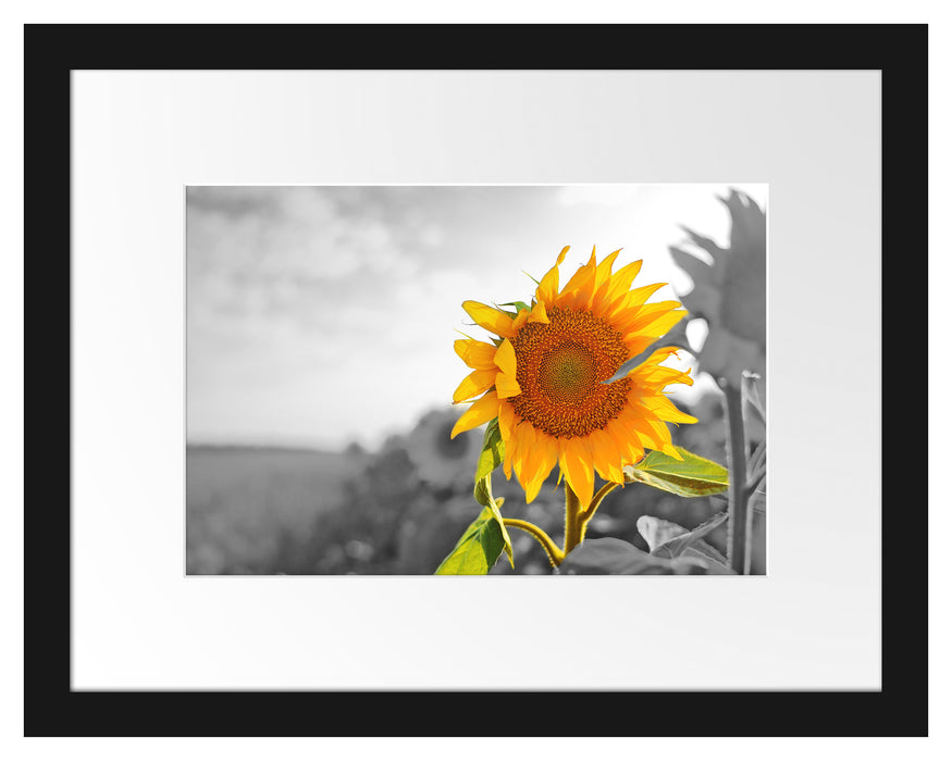 Nahaufnahme einer Sonnenblume Passepartout 38x30