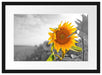 Nahaufnahme einer Sonnenblume Passepartout 55x40