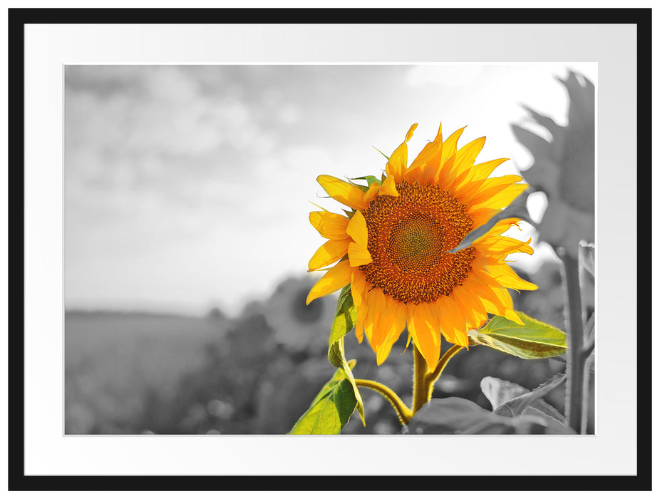 Nahaufnahme einer Sonnenblume Passepartout 80x60