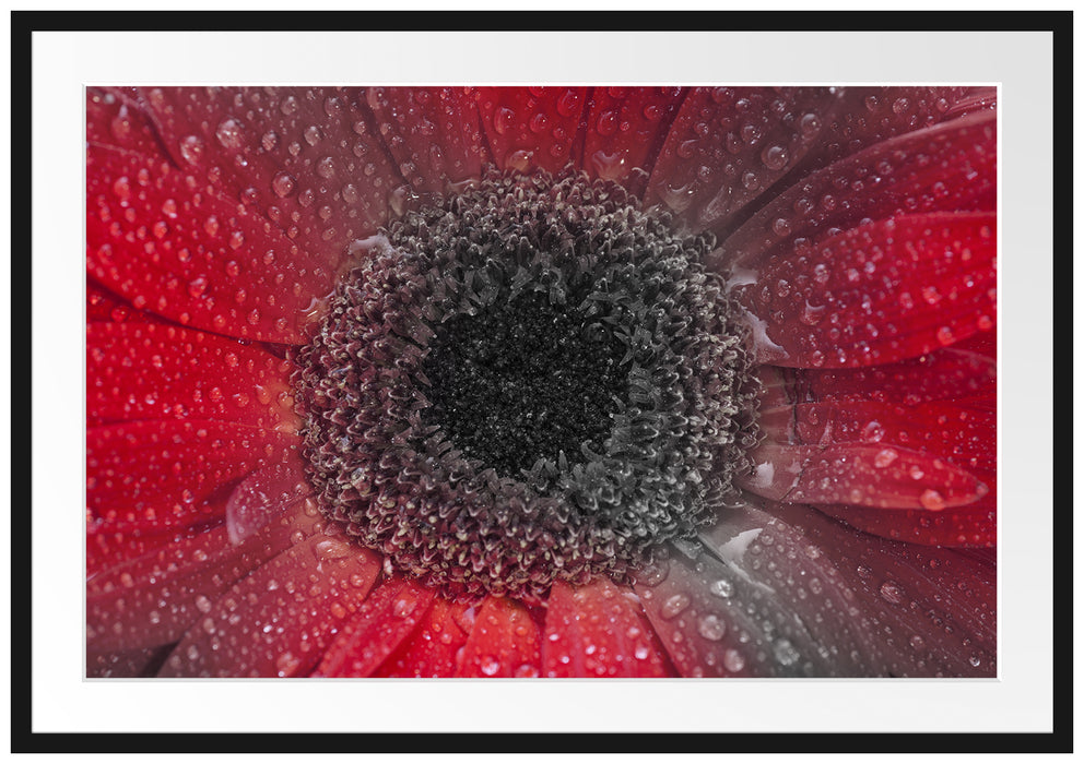 Pixxprint Rote Gerbera mit Wassertropfen, im Galerie-Passepartout Bilderrahmen