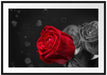 rote Rosen zum Valentinstag Passepartout 100x70