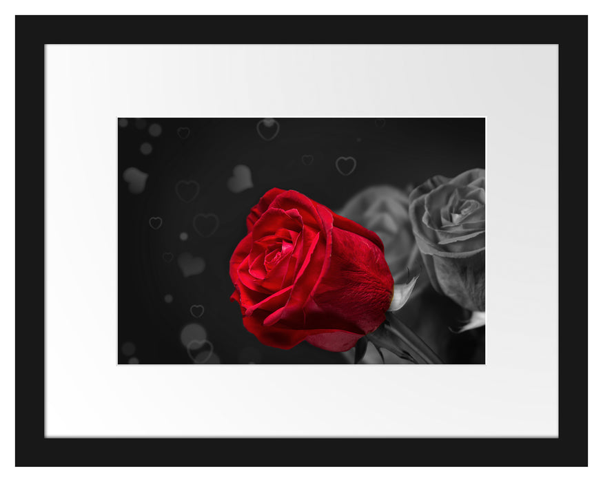 rote Rosen zum Valentinstag Passepartout 38x30