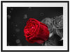 rote Rosen zum Valentinstag Passepartout 80x60