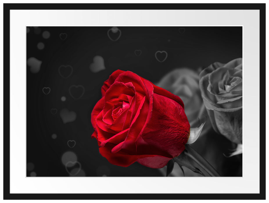 rote Rosen zum Valentinstag Passepartout 80x60