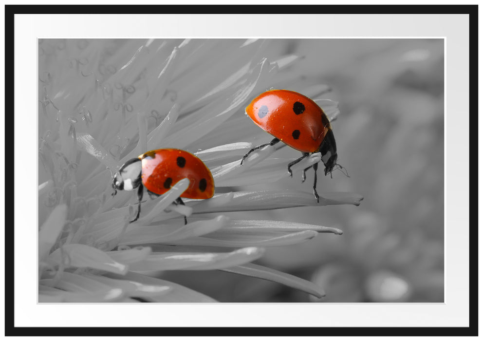 Pixxprint Marienkäfer krabbeln auf Blüte, im Galerie-Passepartout Bilderrahmen