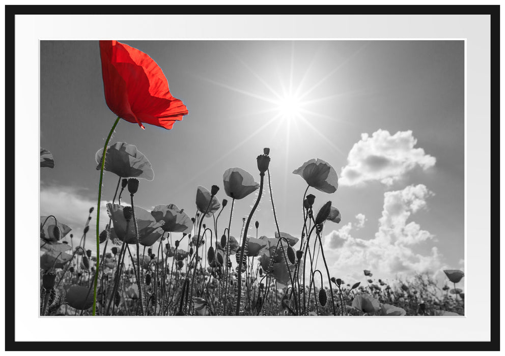 Pixxprint Mohnblumenfeld im Sommer, im Galerie-Passepartout Bilderrahmen