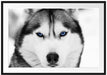 Husky mit blauen Augen Passepartout 100x70
