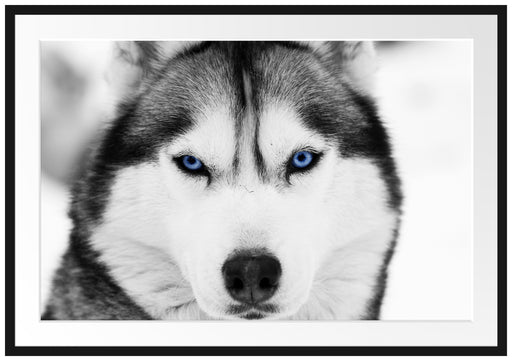 Husky mit blauen Augen Passepartout 100x70
