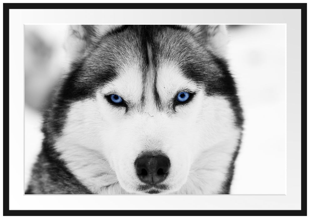 Pixxprint Husky mit blauen Augen, im Galerie-Passepartout Bilderrahmen