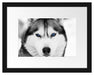 Husky mit blauen Augen Passepartout 38x30