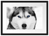 Husky mit blauen Augen Passepartout 55x40