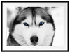 Husky mit blauen Augen Passepartout 80x60