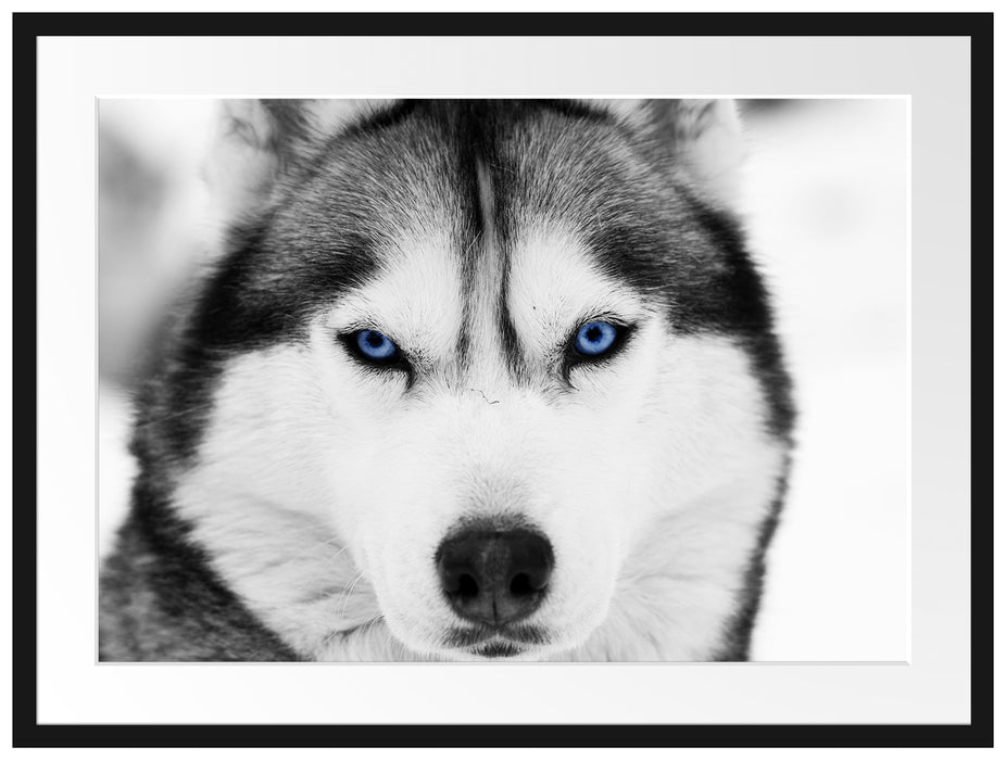 Husky mit blauen Augen Passepartout 80x60