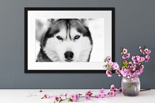 Husky mit blauen Augen Passepartout Wohnzimmer