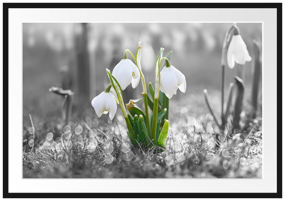 Pixxprint Schneeglöckchen im Morgentau, im Galerie-Passepartout Bilderrahmen