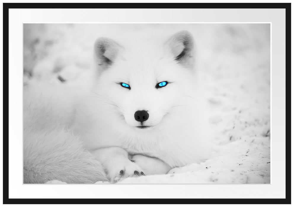 Pixxprint Polarfuchs mit strahlenden Augen, im Galerie-Passepartout Bilderrahmen
