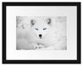 Polarfuchs mit strahlenden Augen Passepartout 38x30