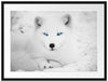 Polarfuchs mit strahlenden Augen Passepartout 80x60