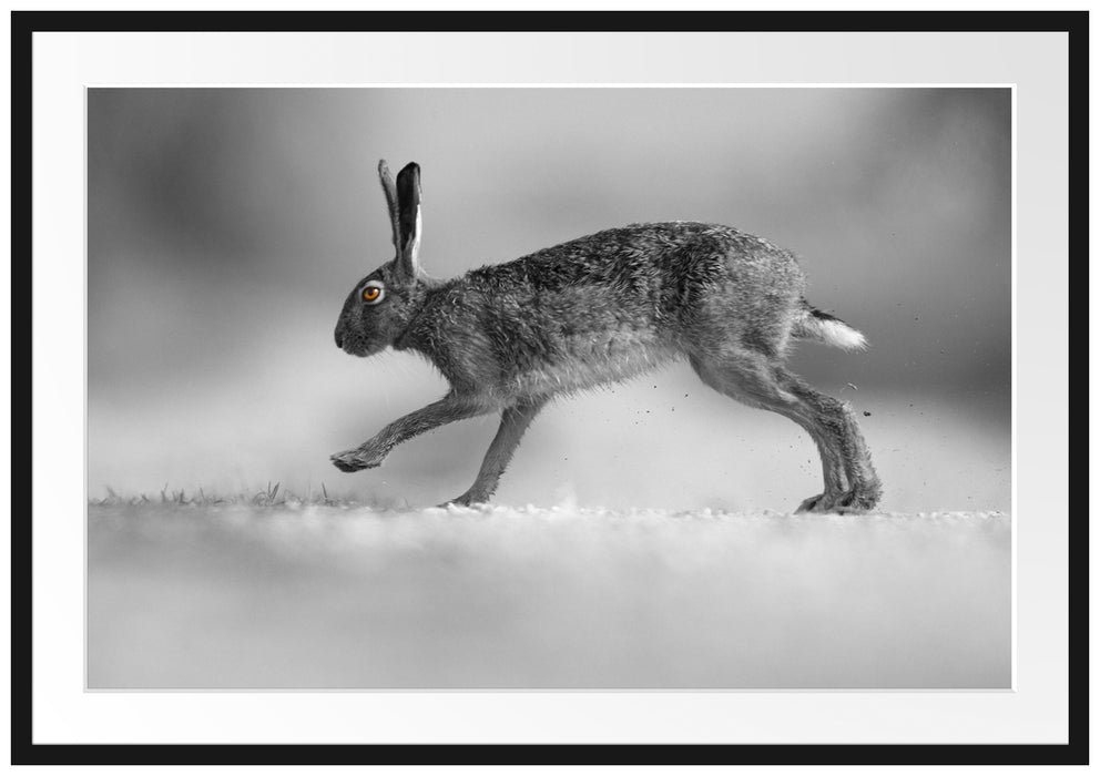 Pixxprint Springender Feldhase, im Galerie-Passepartout Bilderrahmen