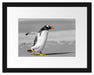 watschelnder Pinguin am Strand Passepartout 38x30