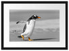 watschelnder Pinguin am Strand Passepartout 55x40