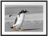watschelnder Pinguin am Strand Passepartout 80x60