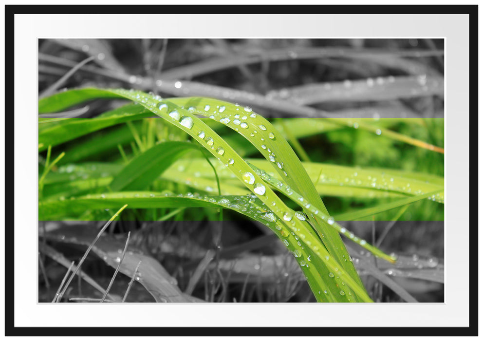 Pixxprint Grashalme im Morgentau, im Galerie-Passepartout Bilderrahmen