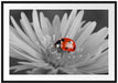 leuchtender Marienkäfer auf Blüte Passepartout 100x70