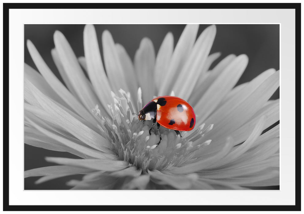 Pixxprint leuchtender Marienkäfer auf Blüte, im Galerie-Passepartout Bilderrahmen
