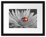 leuchtender Marienkäfer auf Blüte Passepartout 38x30