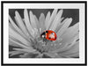 leuchtender Marienkäfer auf Blüte Passepartout 80x60