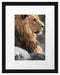 Löwe mit Löwenbaby Passepartout 38x30