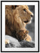 Löwe mit Löwenbaby Passepartout 80x60