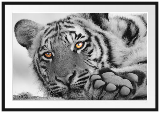 entspannter Tiger Passepartout 100x70